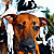The Pet Masquerade and Parade 2002 photo - Duval Street, Key West